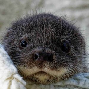 Give The Gift Of An Otter Rescue
