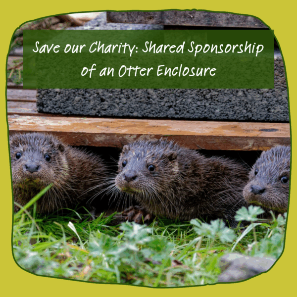 Save Our Charity: Shared Sponsorship of an Otter Enclosure
