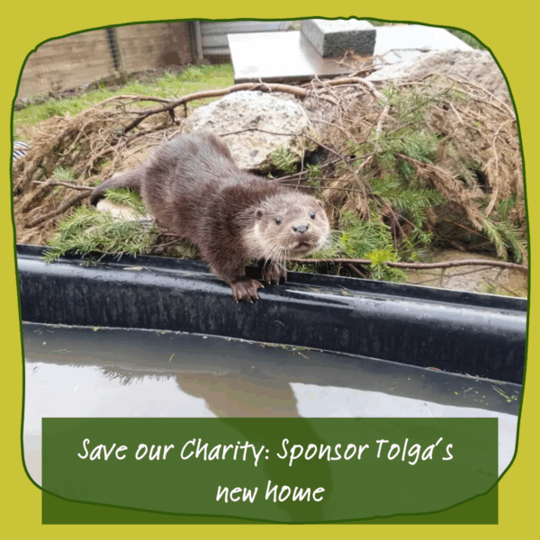 Save Our Charity: Sponsor Tolga's New Home