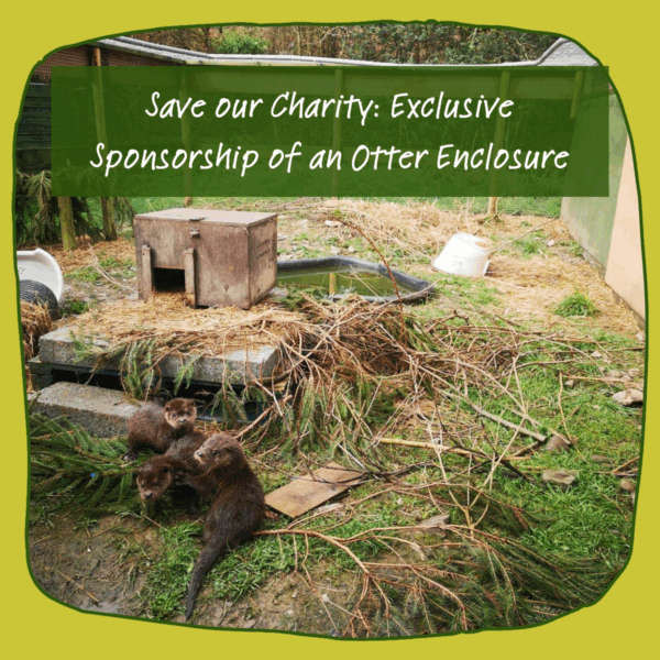 Save Our Charity: Exclusive Sponsorship of an Otter Enclosure