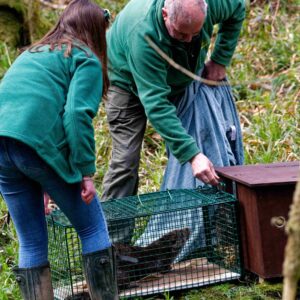 Give A Rehabilitated Otter The Gift Of Release Into The Wild