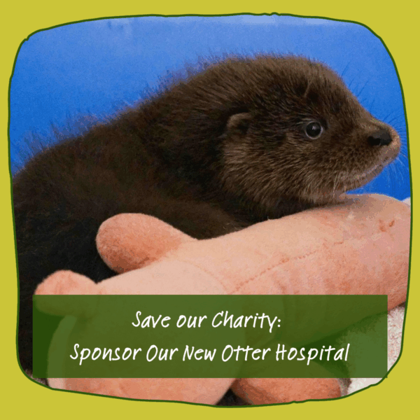 Save Our Charity: Sponsor Our New Otter Hospital