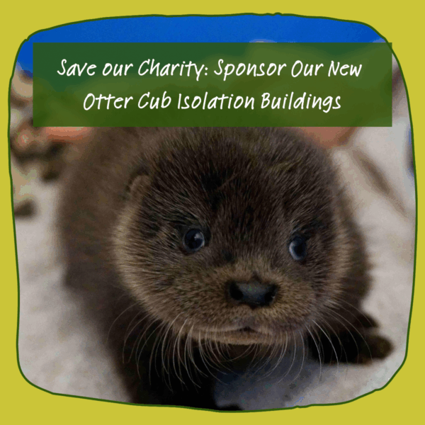 Save Our Charity: Sponsor Our New Otter Cub Isolation Buildings