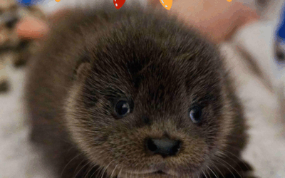 Vote for Us This December!