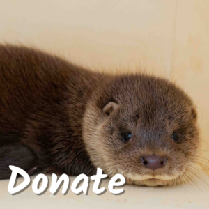 Donate